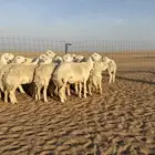 رخال حريات دفيع منوة مدور الصنف