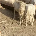 ((( تم البيع))) ثنتين ضان تحتها خروف
