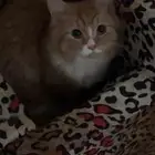 قطط