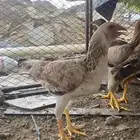 دجاج بلدي للبيع الموقع محايل عسير