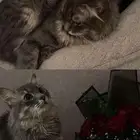 بسه ضايعه