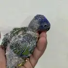 فرخ لوري ريمبوو