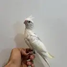 للبيع كروان هفي بايد (( تم البيع ))