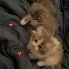 كيتن شيرازيات