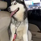 كلب هاسكي