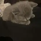 قطوه للتبني