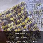طيور للبيع