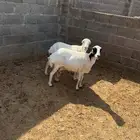 رفيد