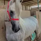 حصان شعبي ينافس الواهو