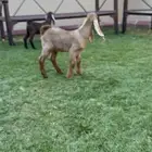 جفرتين وتيس دواغير