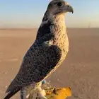 مطلوب شاهين من شاهين او جير شاهين