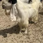 فحل مشروك للبيع