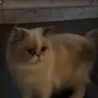 لتبني قطه أنثى مع اغراضها