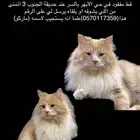 قط مفقود في السر