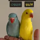 دره اليفه جدا للبيع