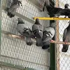 حمام دحول للبيع