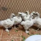 دجاج قطني
