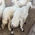 ذبايح للبيع كفو