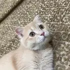 الأشقر سكوتش فولد   سكوش ستريت رقم التواصل 050564877