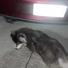كلب هاسكي