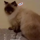 قطة للتبني تريد تزواج