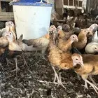 دجاج بلدي للبيع
