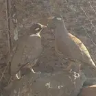 حجل بري نضيف للبيع