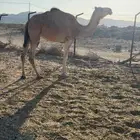 ضروبه للبيع