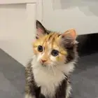 قطه انثى عمر شهرين ونص للتبني
