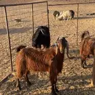 جفار ثنوات مقاني ( تم البيع) دف