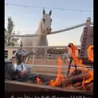 ايواء خيول