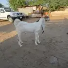 تيس هولندي
