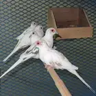 جوزين يمام ماسي