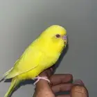 فرخ بادجي لاتينو ( تم البيع )