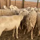 للبيع حريات