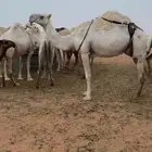 خلفه طيبه ام ثالث توها شاق تحتها بكره عمرها ست شهور