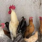 دجاج بلدي