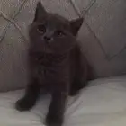 قط سكوتش للبيع مع الاغراض