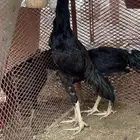 فروخ الماني