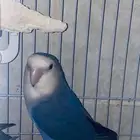 ببغاء روز