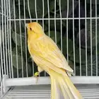 كناري انثى ساتنايت اصفر صافي عيون حمر