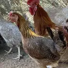 دجاج بلدي