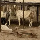 عنز جرم حليب وافر