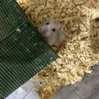 هامستر للبيع