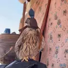 للبيع الشبوط طرح اليوم