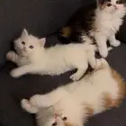 قطط شيرازي اخوان