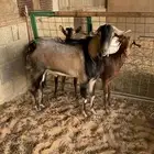 معزا جنوبيه مع فحلها