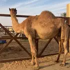 لقحات للبيع