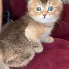 كيتن سكوتش فولد (تم البيع )