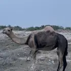 ناقه جنب عرضيه.